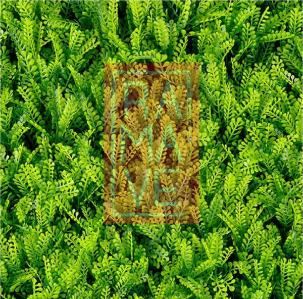 Terza Fern