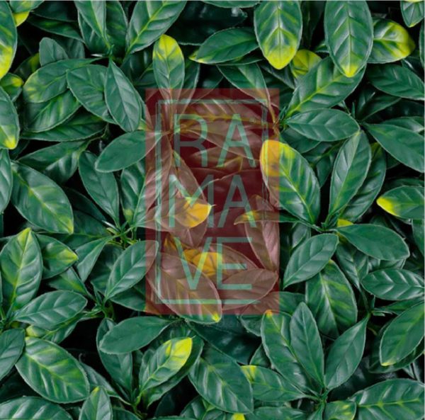 Terza Laurel