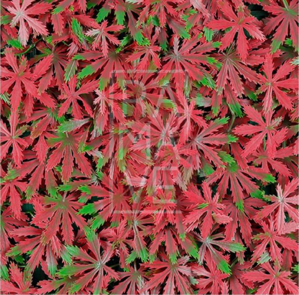 Terza Red Maple